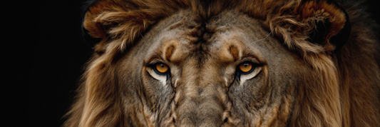 Kūrybiška Mėnulio pilnatis Liūto Zodiake